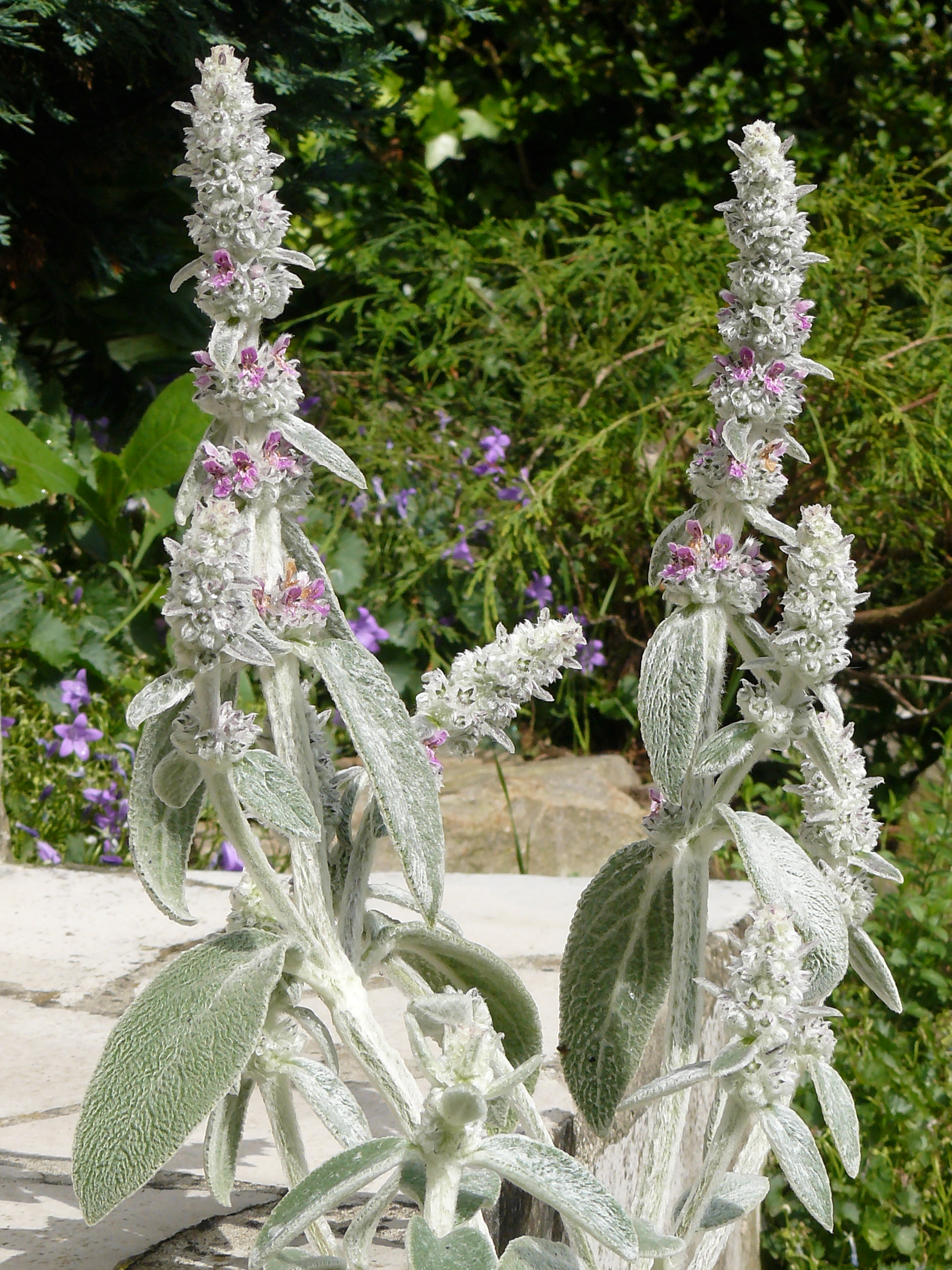 P1030538