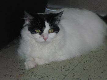 Léa, très belle angora noire et blanche, née en 2006 090616012327713853883770