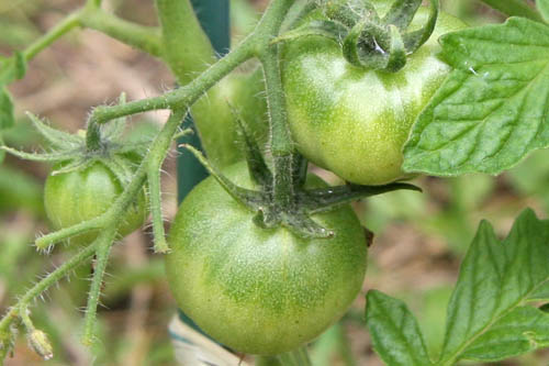 Mes tomates 2009 09062002540739503909439