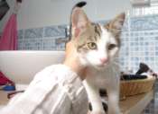 Easy, jeune chat  blanc et tigré, né en avril 2009 Mini_090620081625728343913667