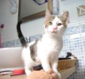 Easy, jeune chat  blanc et tigré, né en avril 2009 Mini_090620090909728343914478