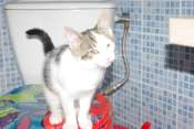 Easy, jeune chat  blanc et tigré, né en avril 2009 Mini_090620092132728343914592