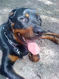 Rocco un adorable rottweiler Mini_090622125101618703931821