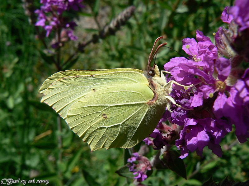 Gonepteryx rhammi 24 06 2009