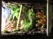 Mon premier terrarium, et maison en plus !! - Page 2 Mini_090627054812716363963915