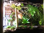 Mon premier terrarium, et maison en plus !! - Page 2 Mini_090627054813716363963916