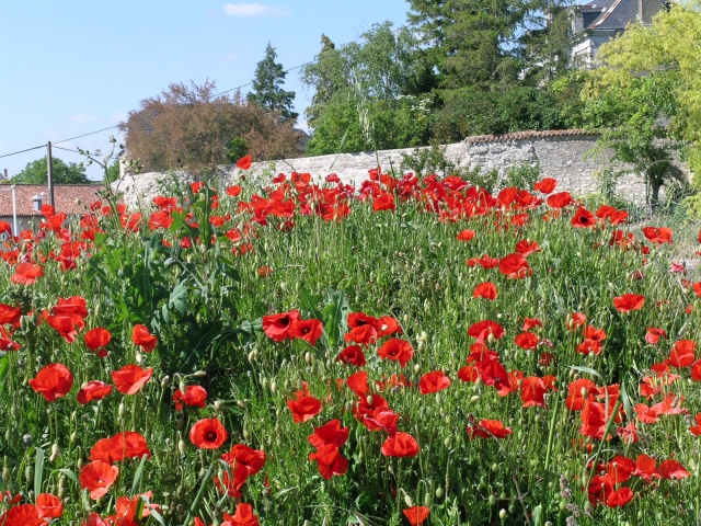 Coquelicots à l'assaut ... 090629053824208773976677