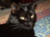 calliope
